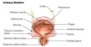 bladder